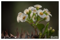 blumen-20140425-2