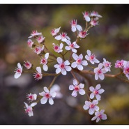 blumen-20140425-3