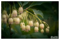 blumen-20140425-4