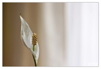 einblatt