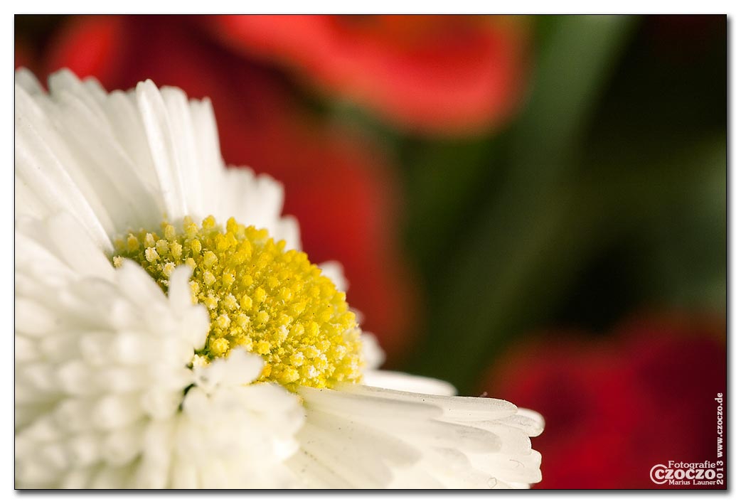 fruehling