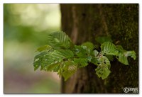 im-gruenen