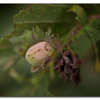 img_2065-nuss img_2065-nuss