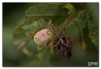 img_2065-nuss