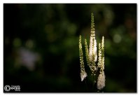 img_6702