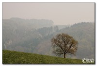 mein-baum-mg_1905.jpg