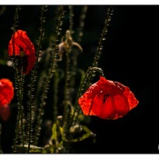 mohnblumen.jpg mohnblumen.jpg