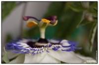 pasionsblume-20120811-img_0311