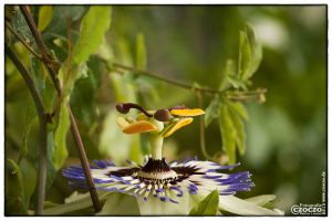 pasionsblume-20130811-img_0292