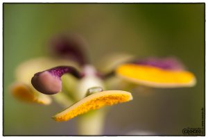 pasionsblume-20130811-img_0315