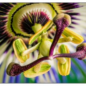 passionsblume-2014-1.jpg