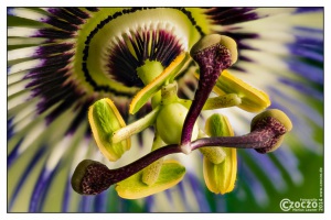 passionsblume-bearbeitet-1