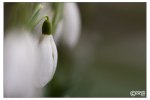 schneeglockchen-9127