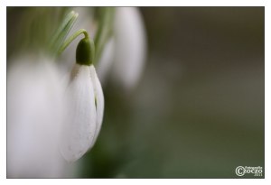 schneeglockchen-9127