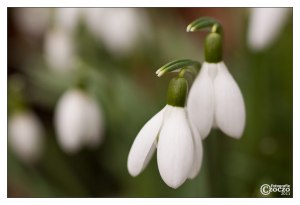 schneeglockchen-9136