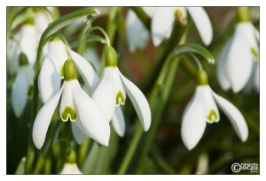 schneeglockchen-9216