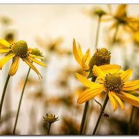sommer