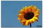 sonnenblume-img_5730