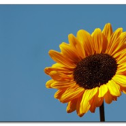 sonnenblume-img_5730