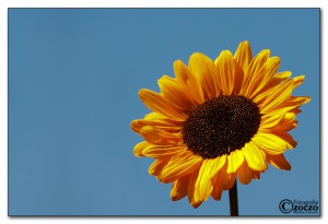 sonnenblume-img_5730