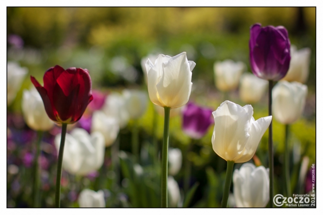 tulpen
