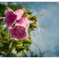 05. Juli 2015 - Botanischer Garten Wuppertal - 0420