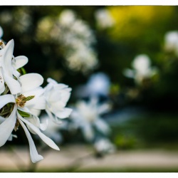 17. April 2015 - Japanische Garten - 7038