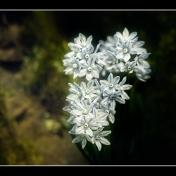 20160402-IMG_0432-Blumen