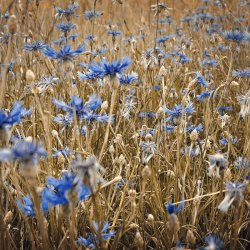 20180601-Feldblumen