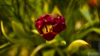 20220126-_A1A4712-ON1-Tulpe