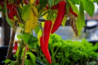 20251112-9A1A5032-Nature-Thursday-46