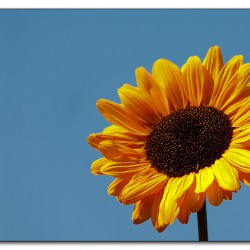 sonnenblume-img_5730