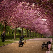 20220423-9A1A6258-LR-Kirschbaum-Alle 20220423-9A1A6258-LR-Kirschbaum-Alle