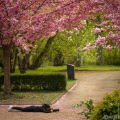 20220423-9A1A6280-LR-Kirschbaum-Alle