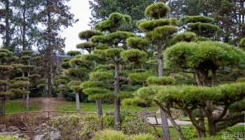 20250326-9A1A2994-Japanische-Garten-Duesseldorf