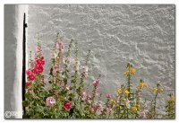 blumenbeet