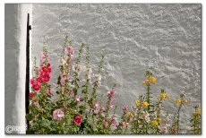 blumenbeet