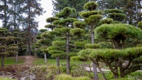 20250326-9A1A2994-Japanische-Garten-Duesseldorf
