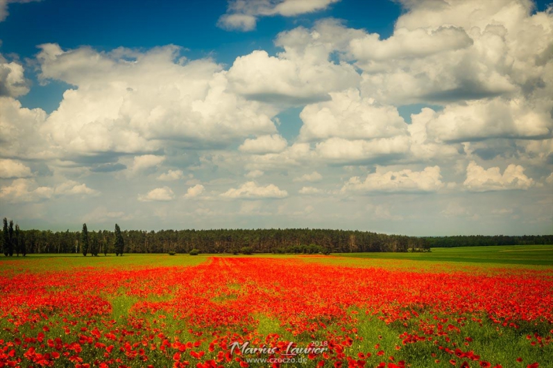 20180525 - Mohnfeld