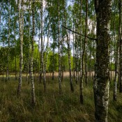 20190501-ZachciolekIMG_4631 20190501-ZachciolekIMG_4631