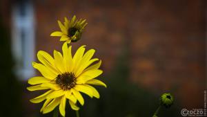 20190926-Zachciolek-9A1A2642