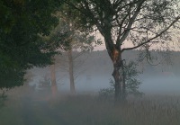 debiniec-im-nebel-waldweg.jpg