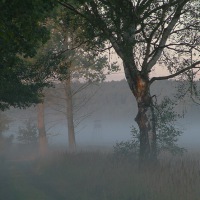 debiniec-im-nebel-waldweg.jpg