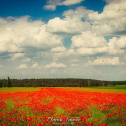 20180525 - Mohnfeld