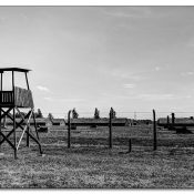 auschwitzviii auschwitzviii
