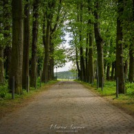 20180430 - Allee 20180430 - Allee