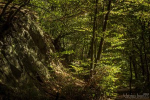 20180812 - IMG_7234 - HELIOS 44M