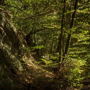 20180812 - IMG_7234 - HELIOS 44M