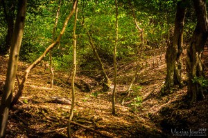 20180812 - IMG_7236 - HELIOS 44M