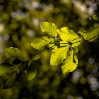 20180812 - IMG_7239 - HELIOS 44M 20180812 - IMG_7239 - HELIOS 44M